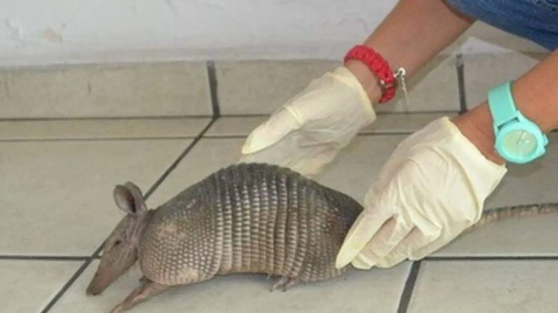 El armadillo es considerado un animal silvestre, por lo que su consumo está prohibido (1)